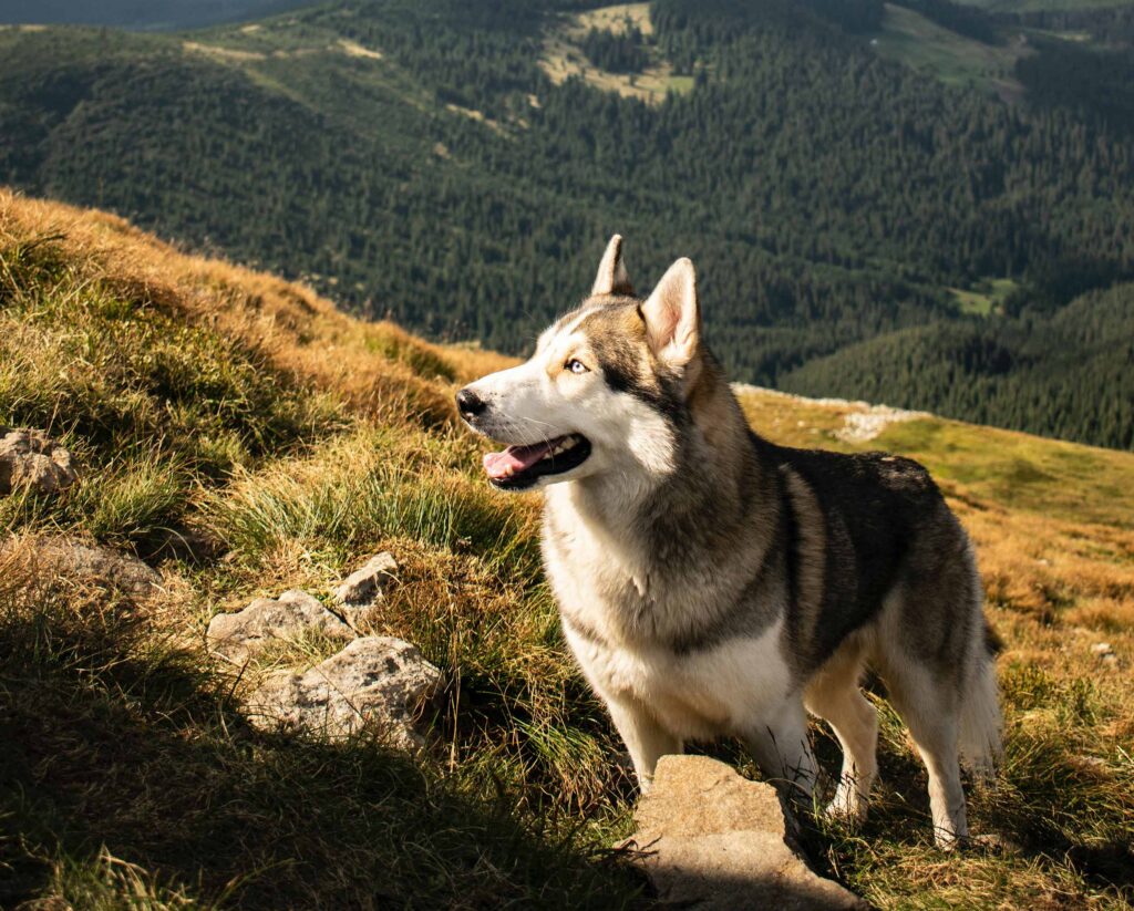 Faire du vélo avec un chien mhw magazin fahrradfahren mit hund dog 4 1024x823 - Faire du vélo avec un chien